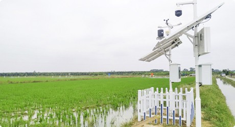 增城石滩高门村广东省农科院水稻试验基地