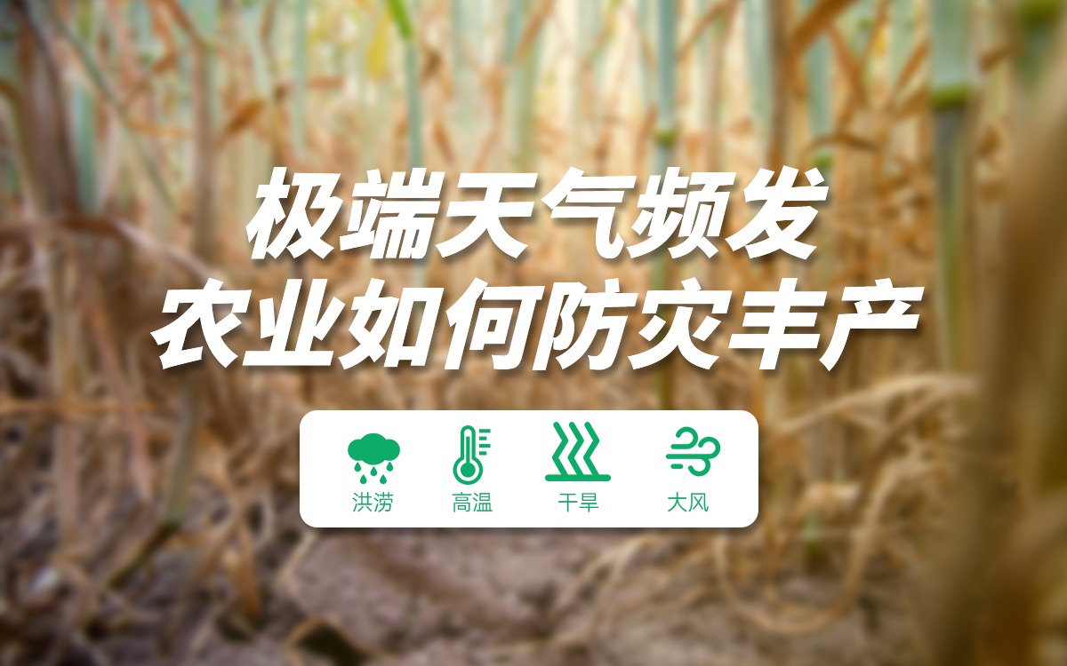 极端天气下的农业攻坚战，筑牢农业防灾丰产防线
