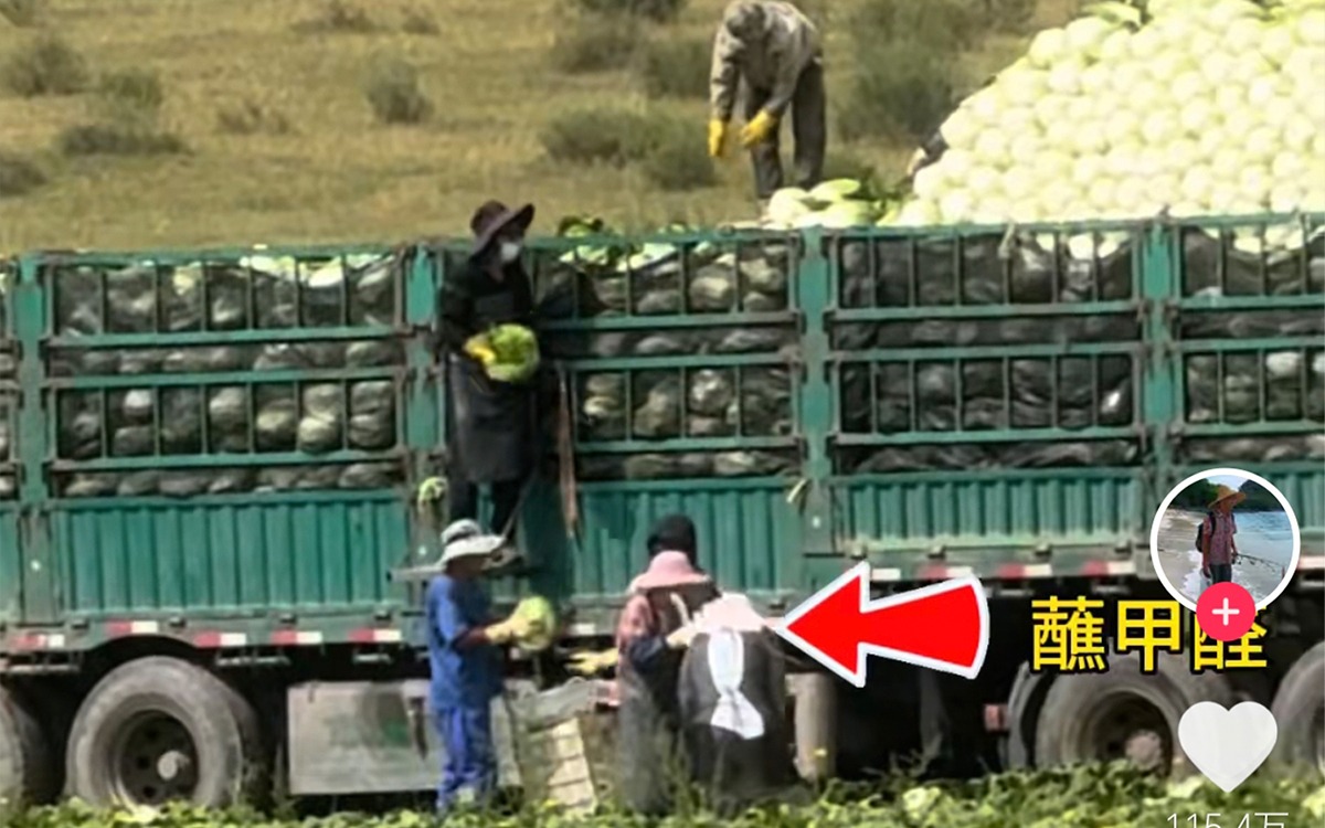 直击“甲醛白菜”乱象，晨诺科技以全链管控筑牢生鲜食品安全大关